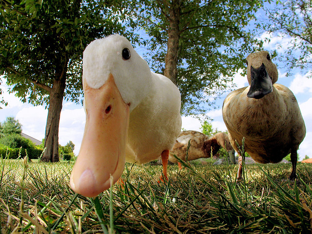 canards