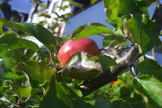 Pomme cachée